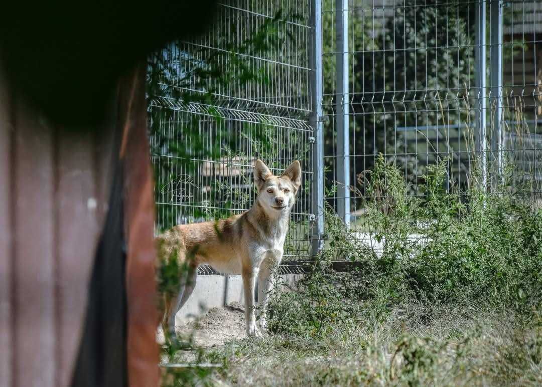 Czy ktoś da szansę temu wyjątkowemu psu? Biała Dama