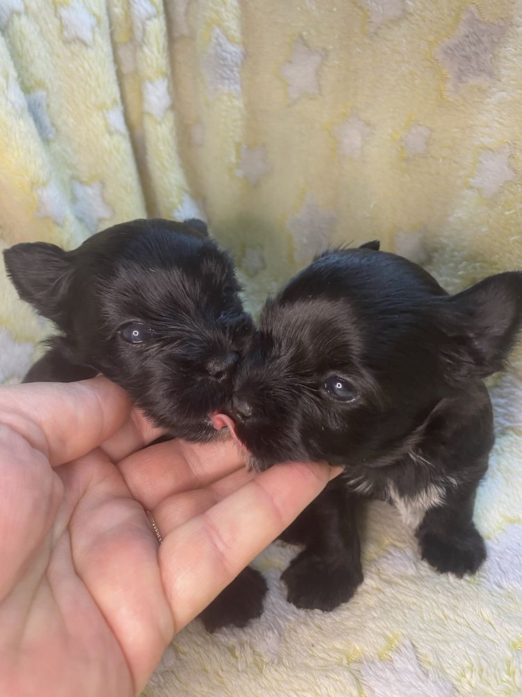 Black Yorkshire Terrier suczka i piesek