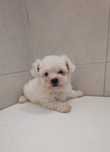 Bichon Maltes Fêmea qualidade !!