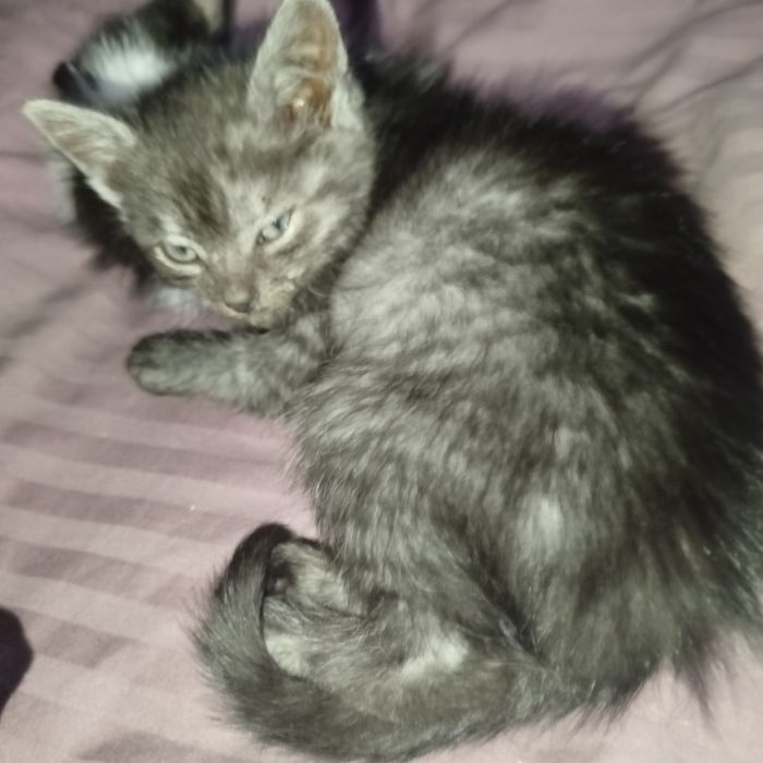 Кошеня дівчинка безкоштовно