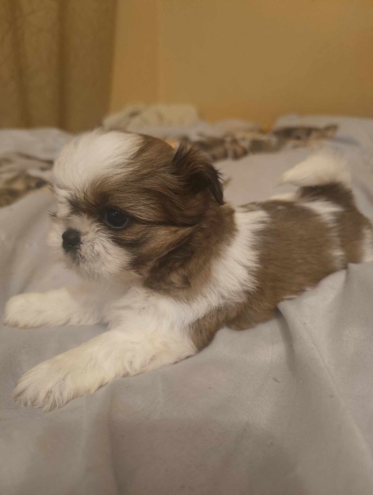 Piesek rasy Shih tzu