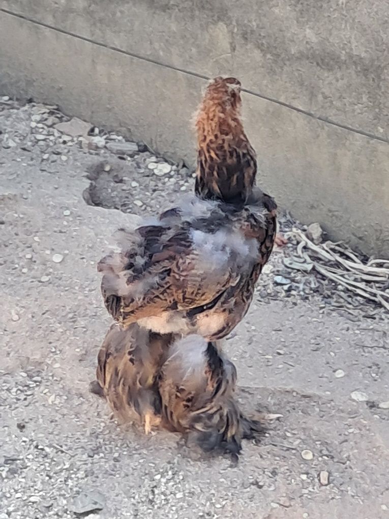 Vendo pintos brahama