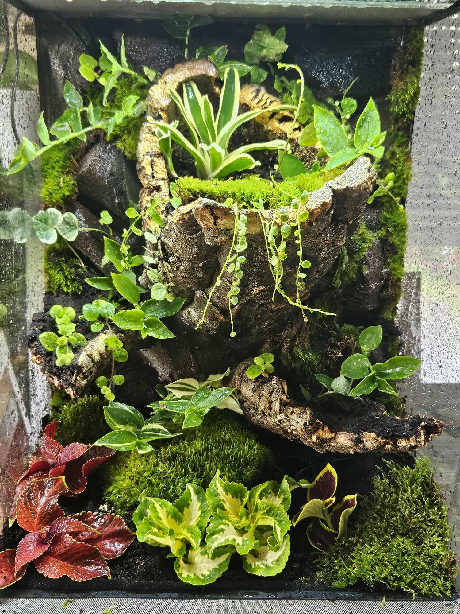Terrarium tropikalne 40x40x60 gekon