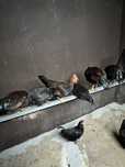 Vendo galos coquichos