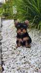 Yorkshire terrier - chłopczyk