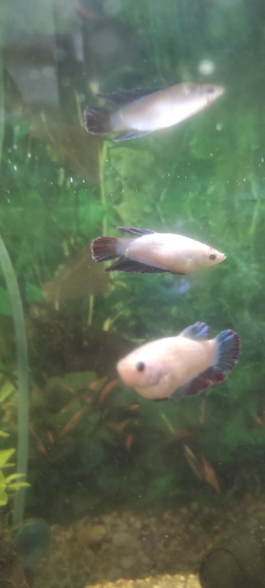 Bettas Jovens Várias cores