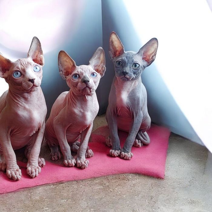 Канадские сфинксы