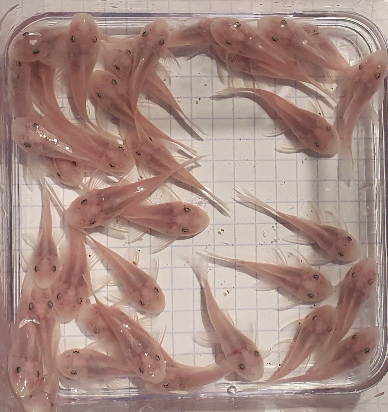 Ancistrus Snow White krótka płetwa Wysyłka Zbrojnik Glonojad