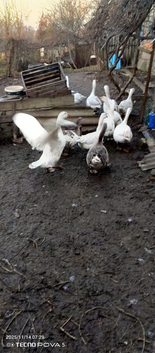 Гуси мамуты колмогоры