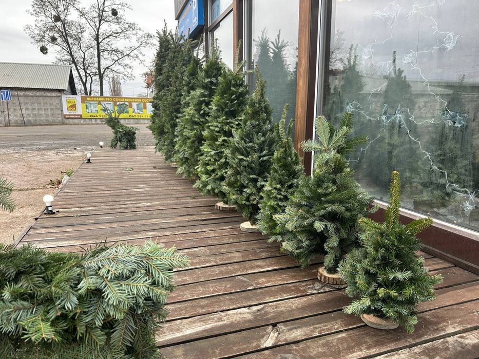 Ялинки плетені карпатські