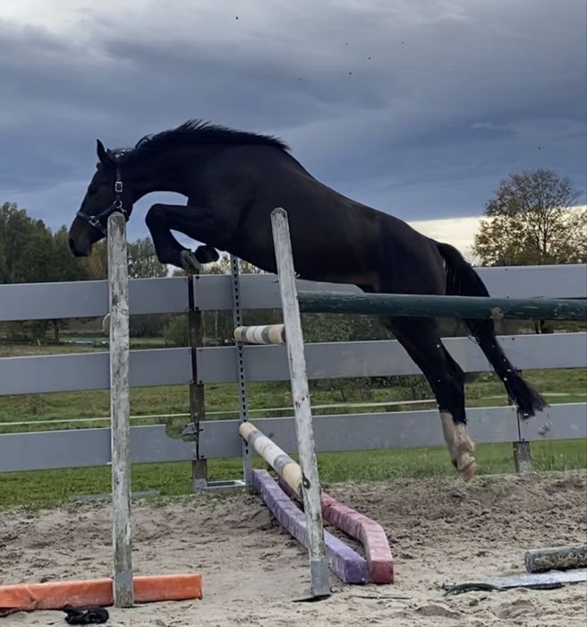 3,5 letnia klacz Zangersheide