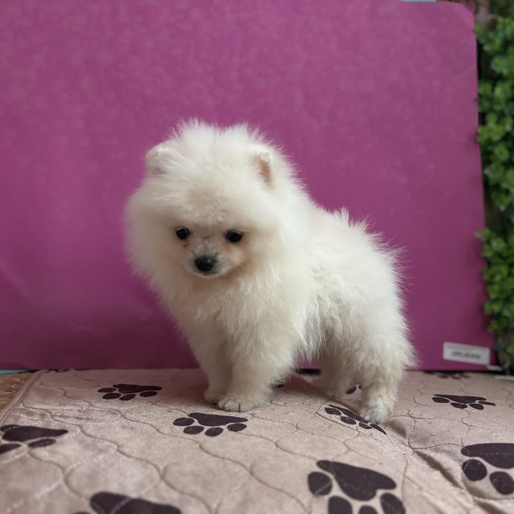 шикарний Ведмедик шоу класу