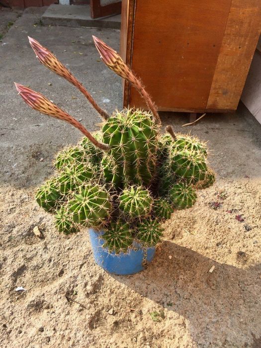 Кактус ехінопсис сукулент вазонок