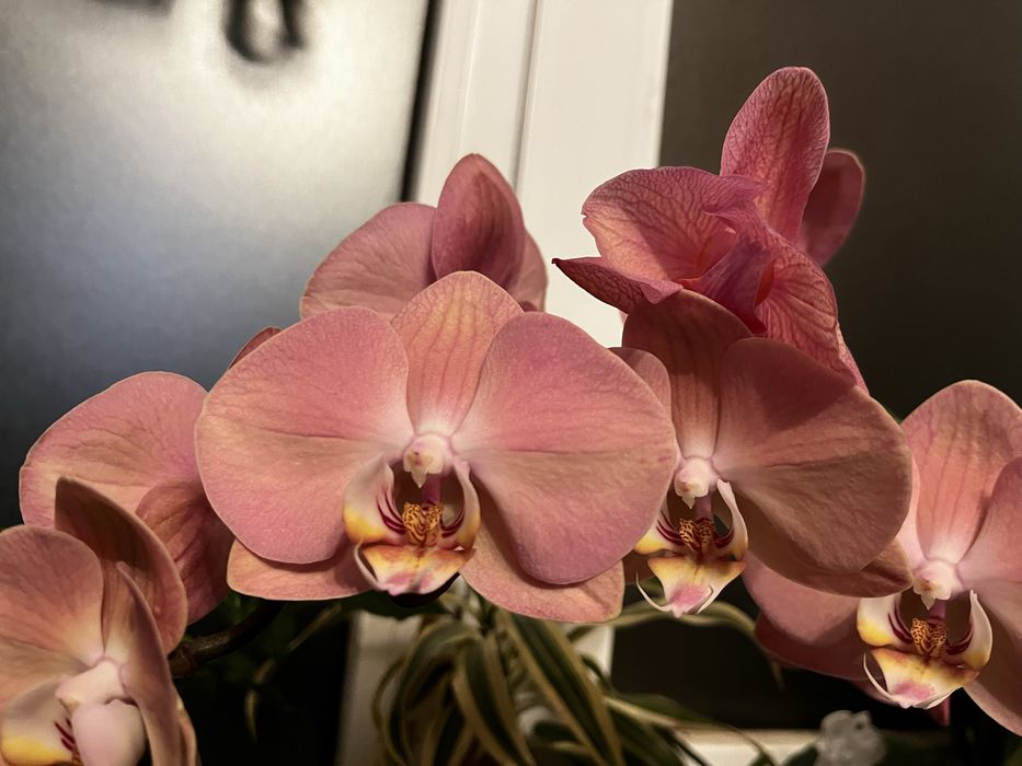 Орхидея фалеонопсис суюки единорог биглип