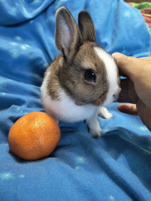 Кролик Мини и другие