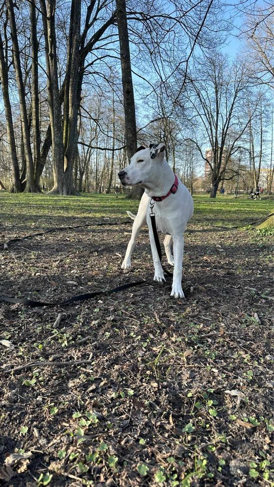 Przyjazna, szalona Kira rasy Amstaff szuka domku