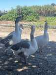 Vende-se patos gansos!!!