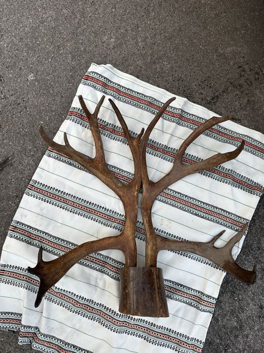 Продам роги оленя