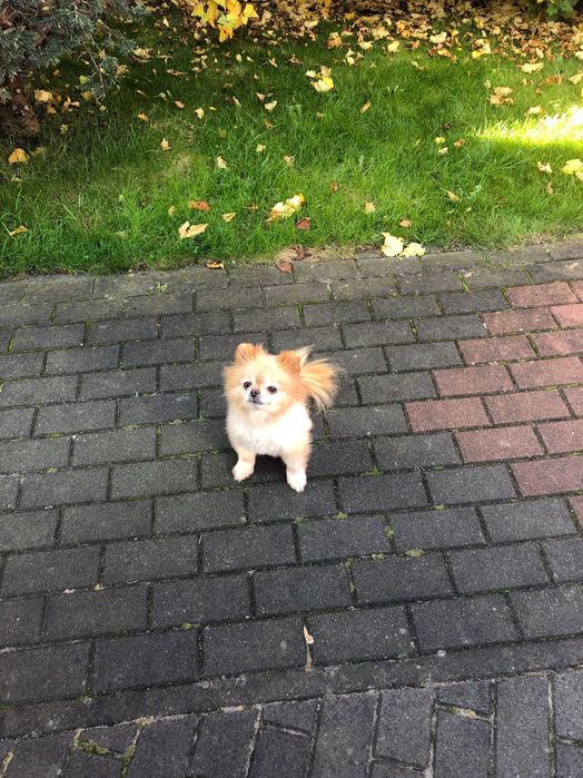 Szpic miniaturowy  pomeranian dorosla sunia
