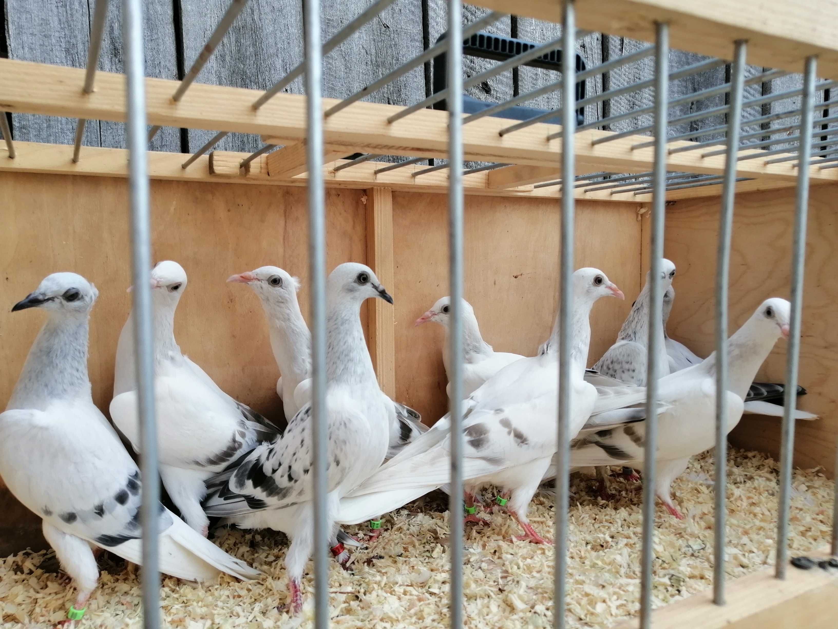 Gołębie perłowe srebrniaki pasiaki żałobne