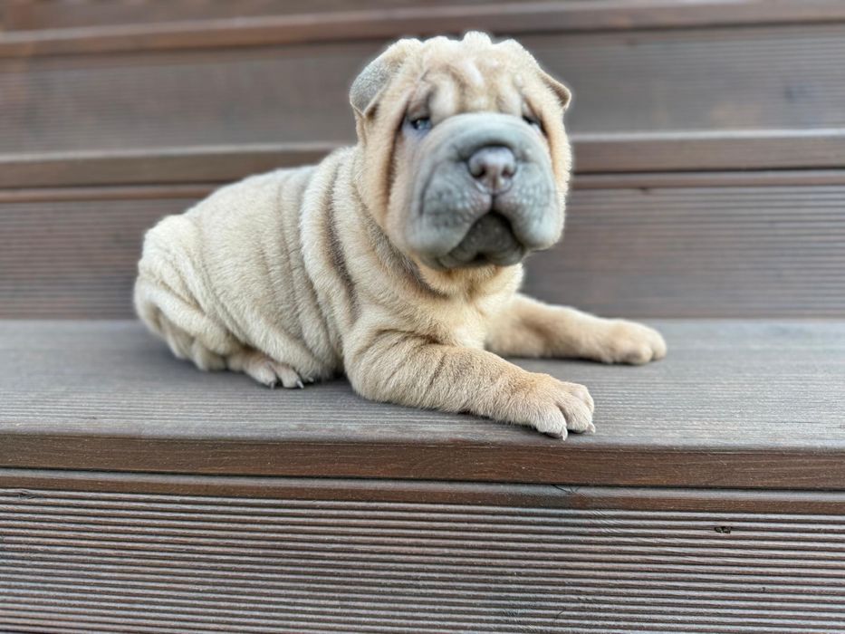 Shar Pei macho azul com Lop e afixo