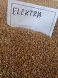 Pszenica Elektra