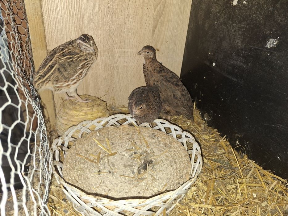 Trzy przepiórki: kogucik i dwie kurki