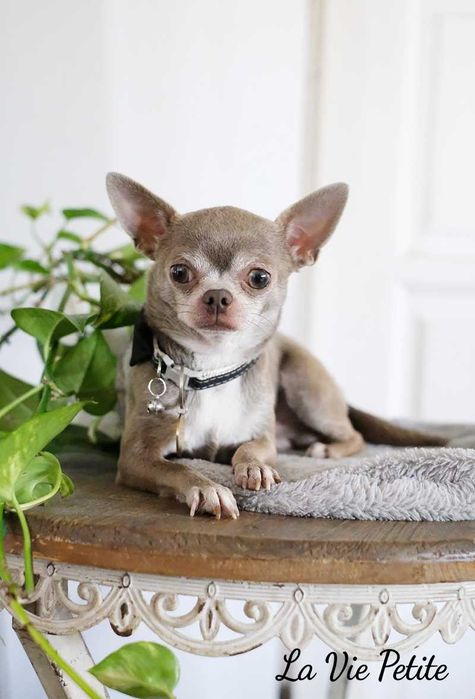 Chihuahua szczeniak czekoladowy piesek