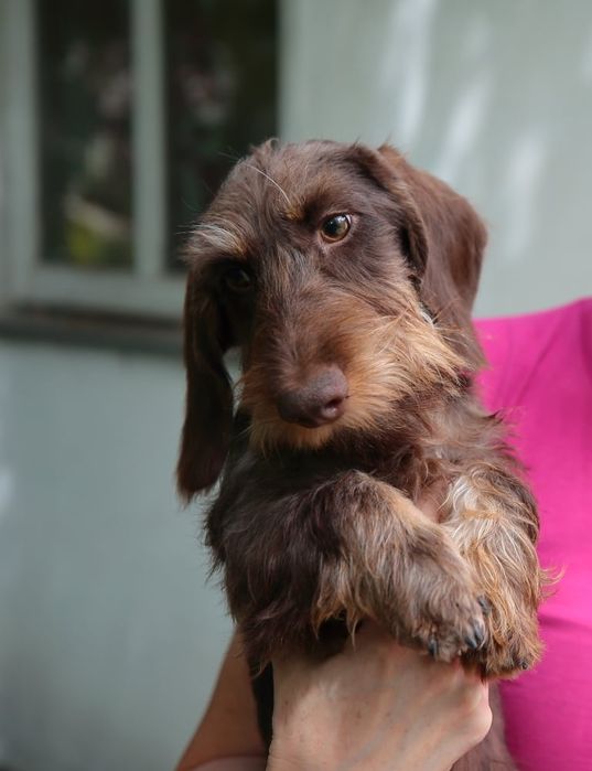 Мініатюрна жосткошерстна такса