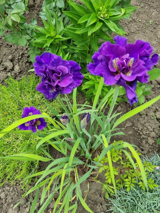 Саженцы цветов трав квіти любисток хоста флокс деревій