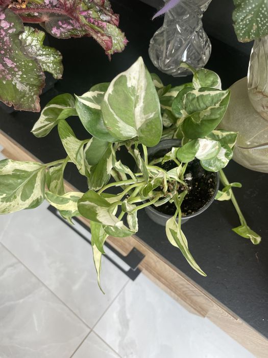 Филодендрон Burle Marx,эпипремнум