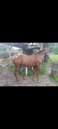 Tarant aph appaloosa