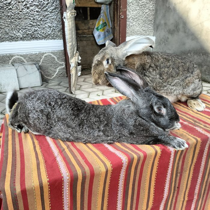 Кролики різних порід