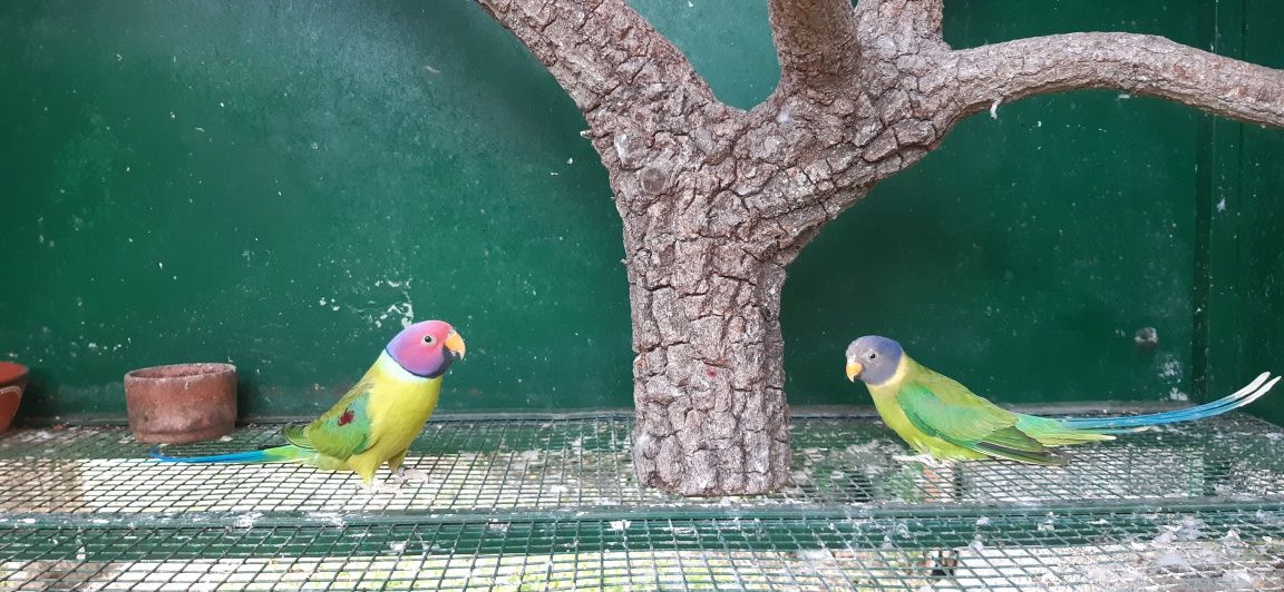 Casal de Cabeças de Ameixa