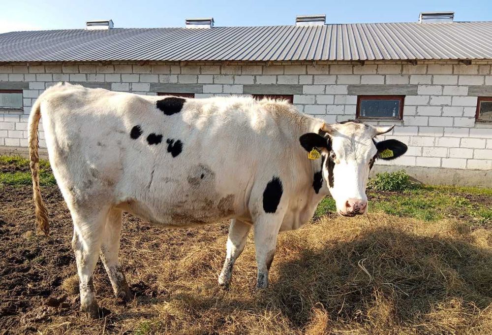 sprzedam jałówki wysokocielne