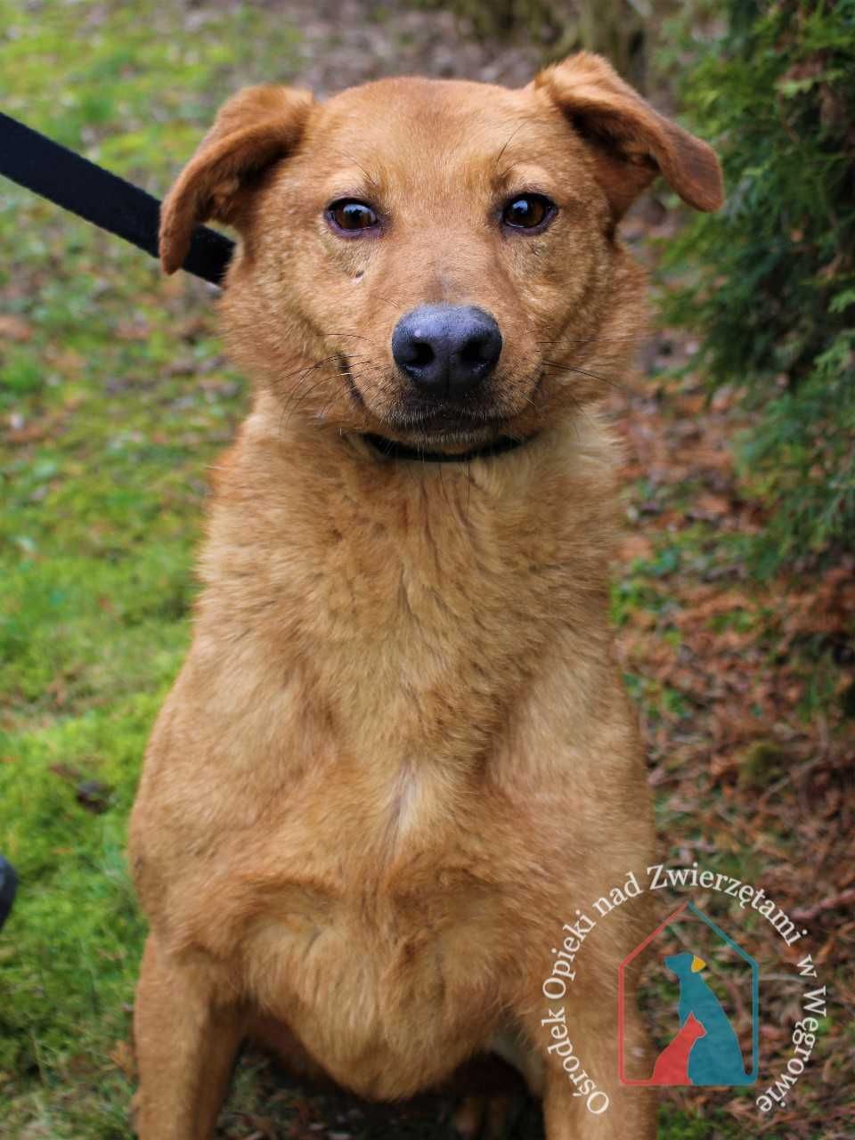 Toffi -piesek od 2017r. jest  w schronisku! Adoptuj!