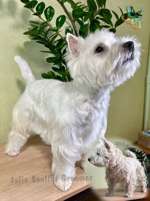 Стрижка собак ~ Грумінг ~ Холодна Гора