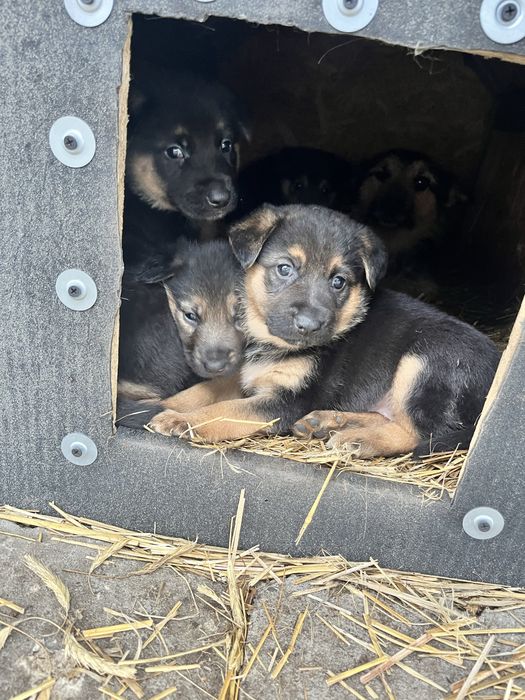 Oddam za darmo w dobre rece