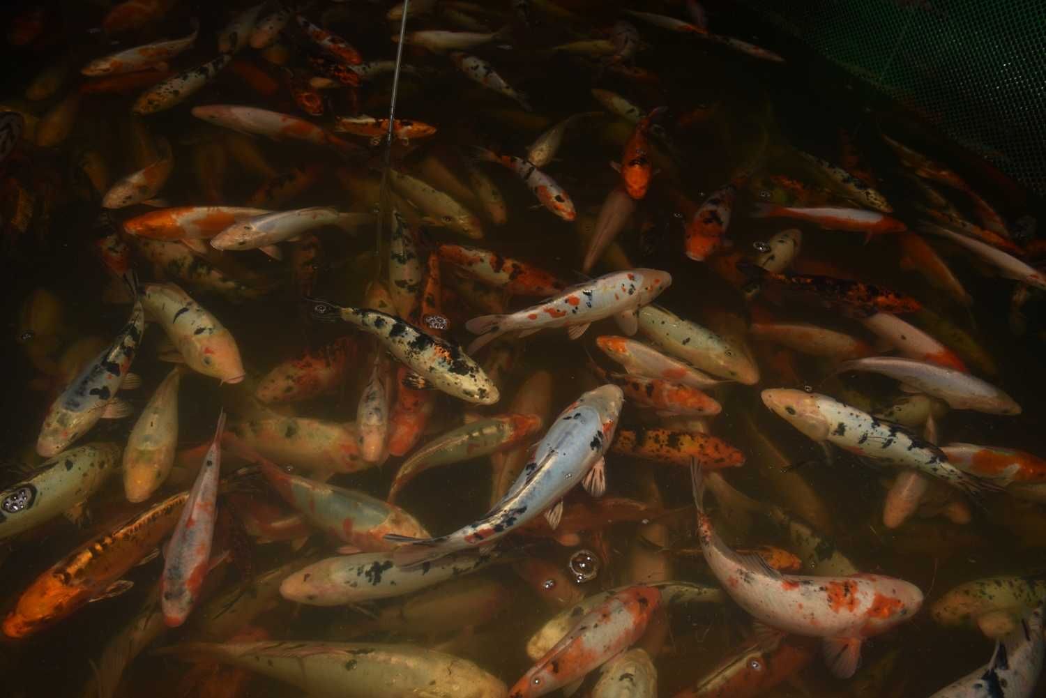 Ryby do oczek wodnych, sprzedaż, hodowla: karp koi, karaś ozdobny