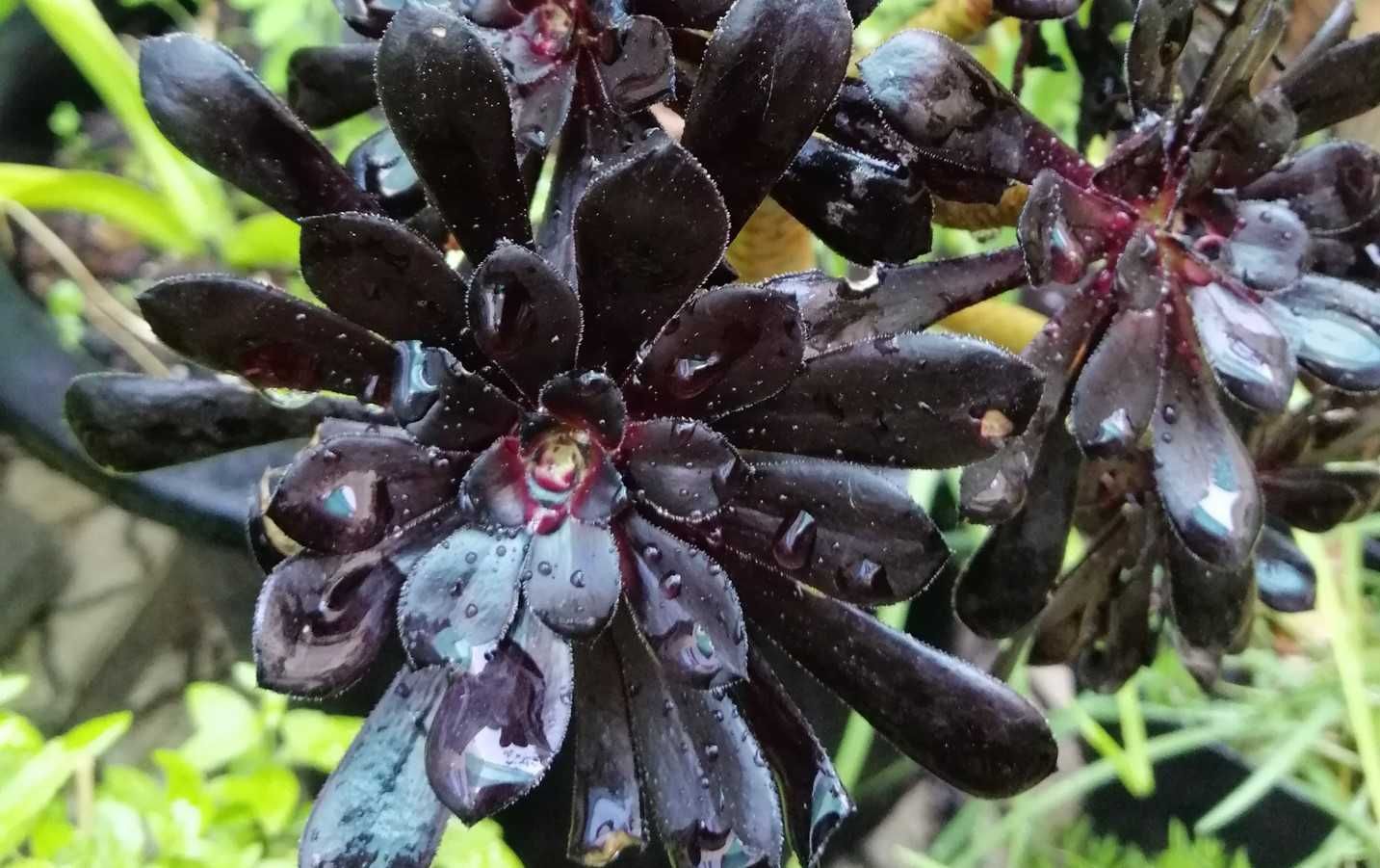 Aeonium arboreum 'Zwartkop'