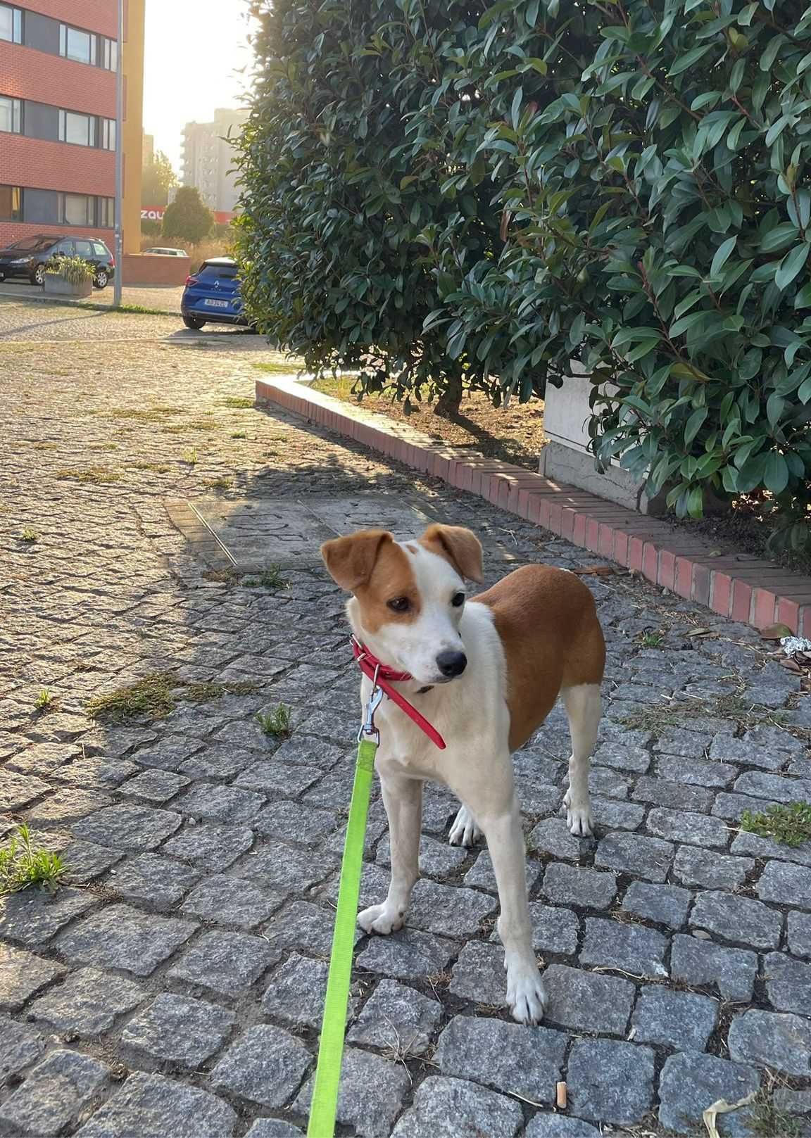 Cão macho de porte pequeno para adoção responsável