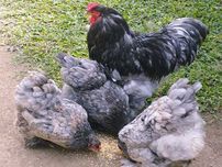 Яйце на інкубацію, курчата, Брама: блакитна, біле золото, темна.
