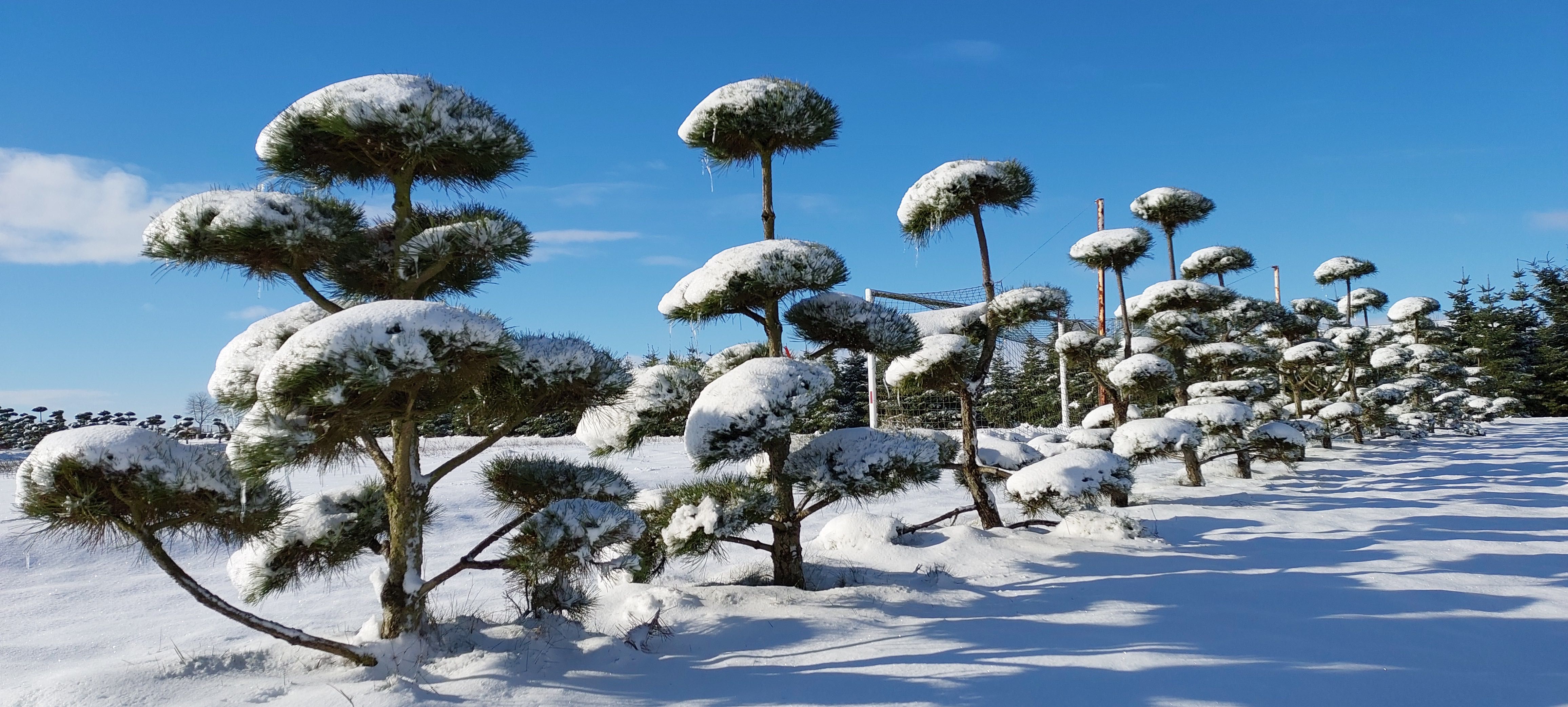 Bonsai sosna bonsai 250 - 300 cm super jakość producent ok duży wybór