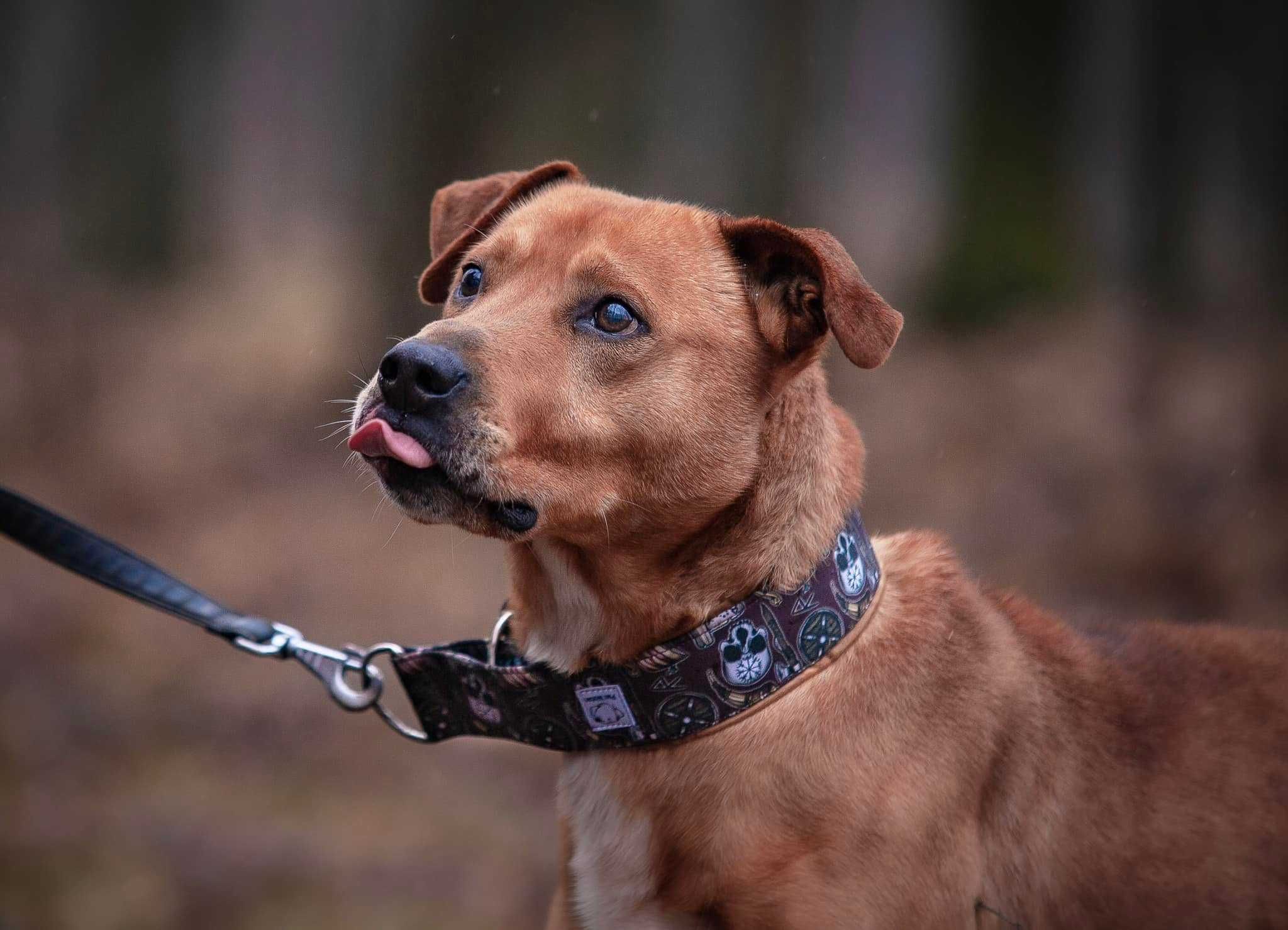 Bruce - silny i duży psiak do adopcji.