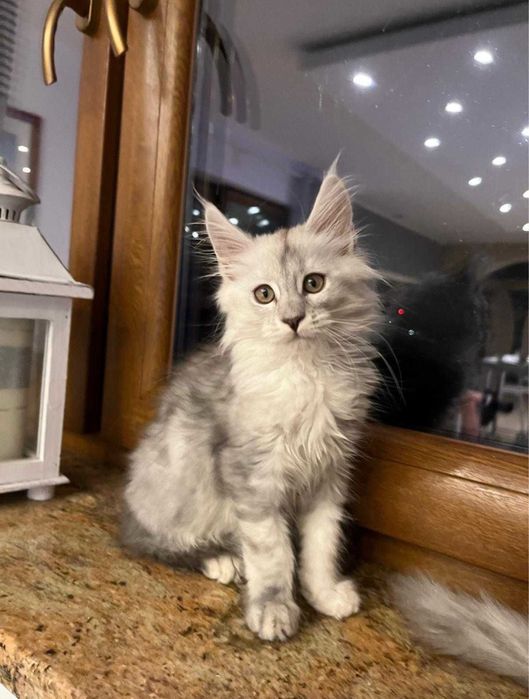 Kotka Maine coon ns 11