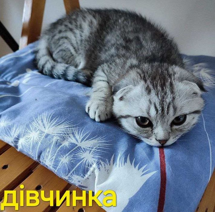 Шотландські кошенята скоттіш фолд, срібний таббі.