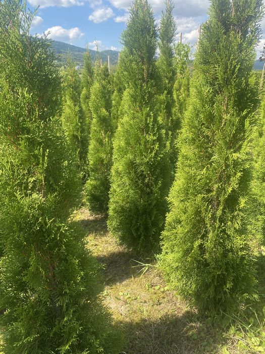 Tuje szmaragd z gruntu