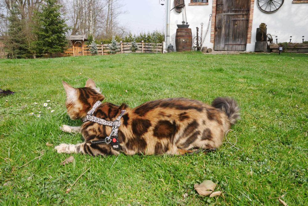 Jerry kocurek bengalski dlugowlosy