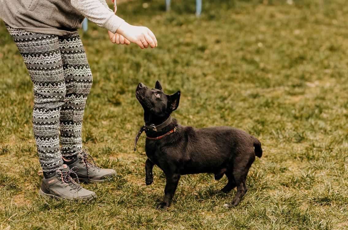 Żywiołowy, mądry, kochający człowieka, a mimo to wciąż czeka...