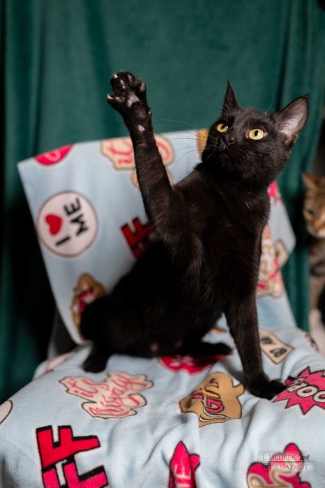 Kot czy sowa? Mała, czarna Hedwiga do adopcji za darmo